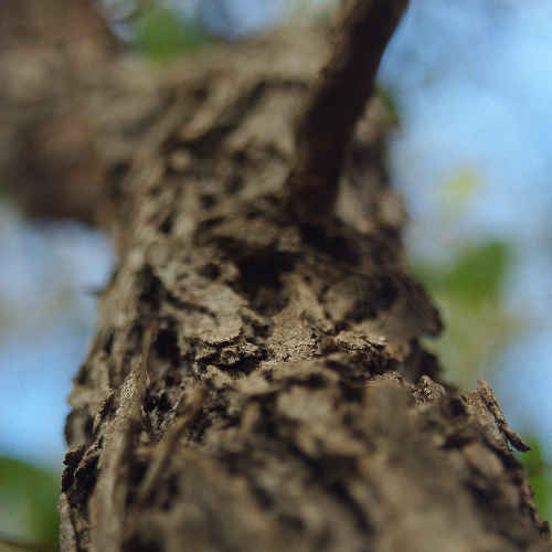 Close Up of Bark on a Tree